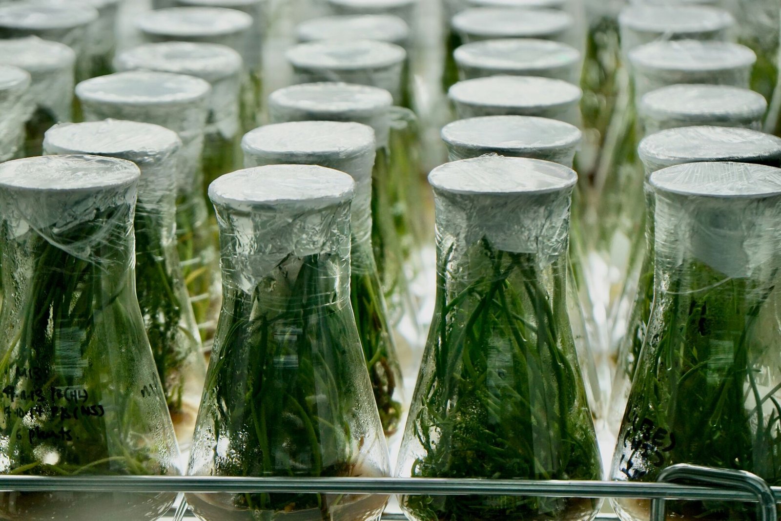 Plant tissue culture research