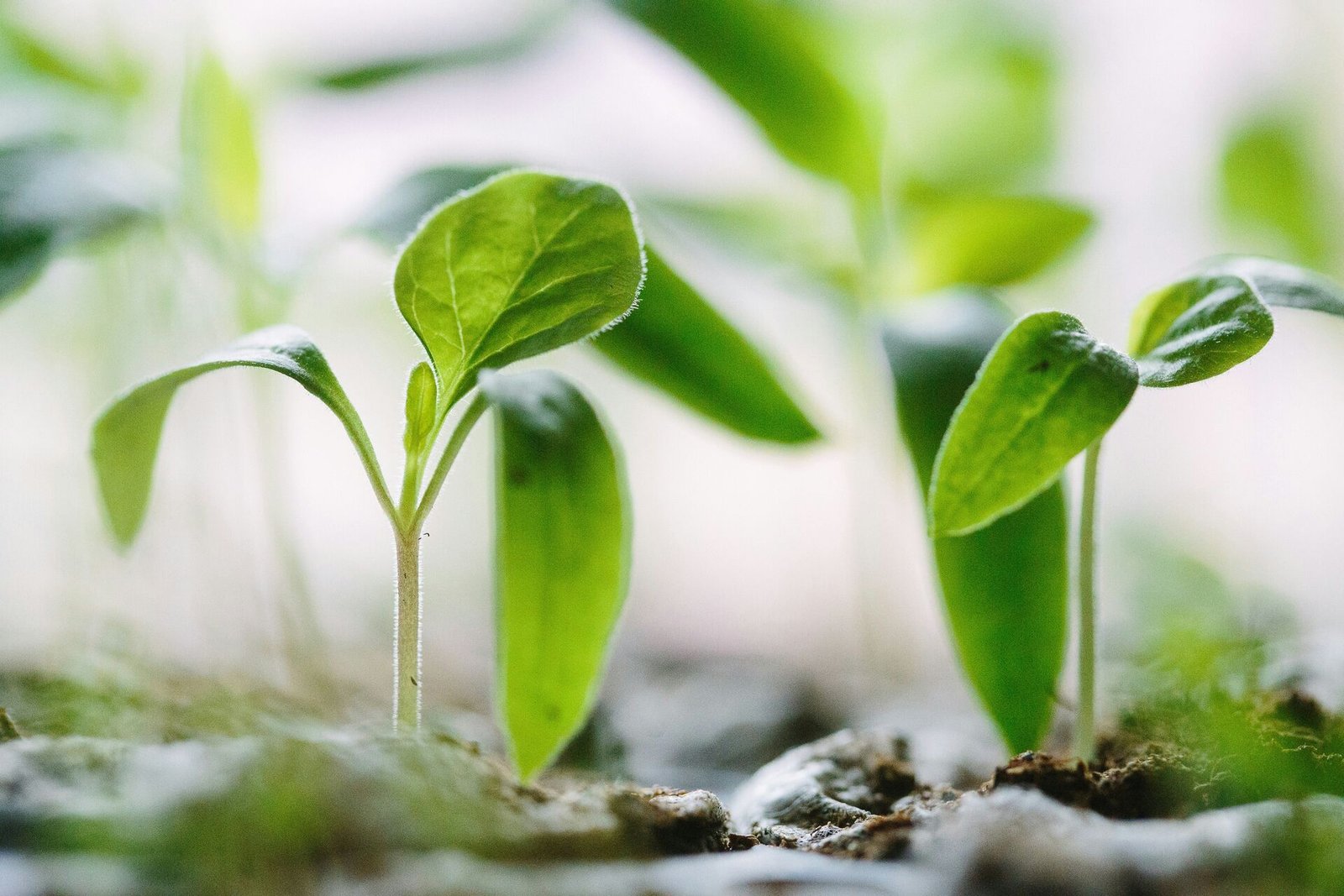 Seedling germination study