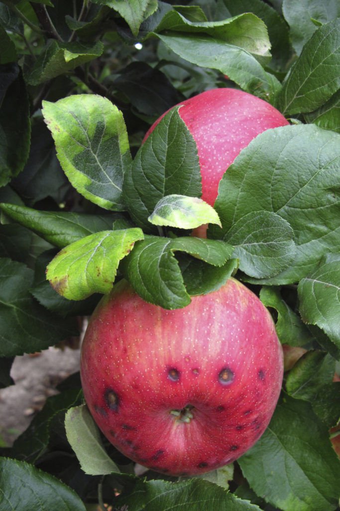 Apple crop physiology