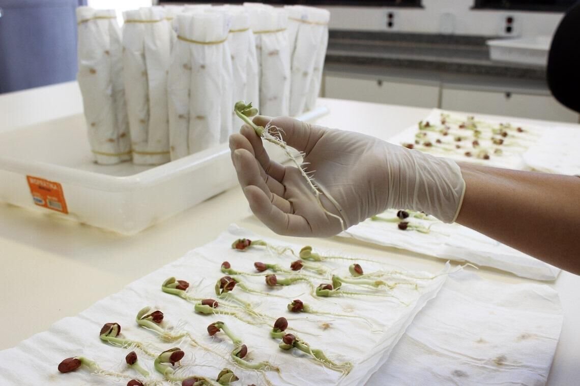 Seed physiology sample preparation