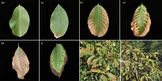 Leaf disorder progression