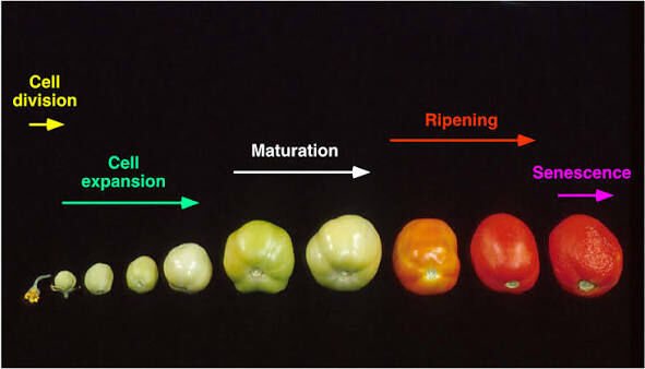 Fruit crop physiological disorders
