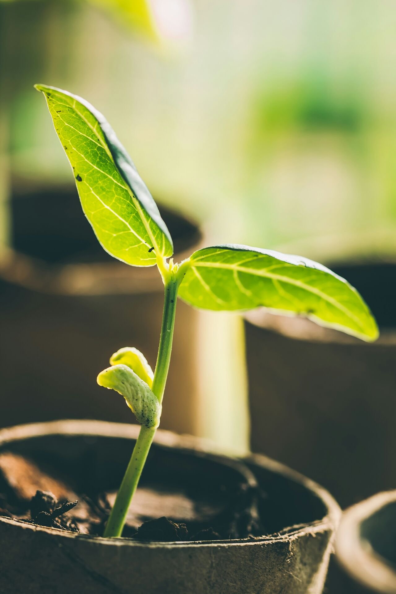 Leaf micro-morphology