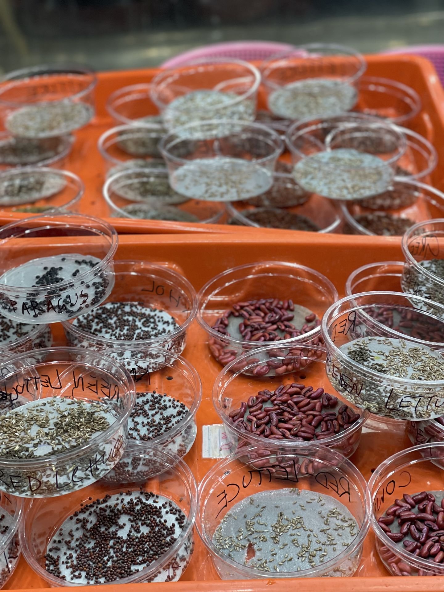 Micropropagation setup