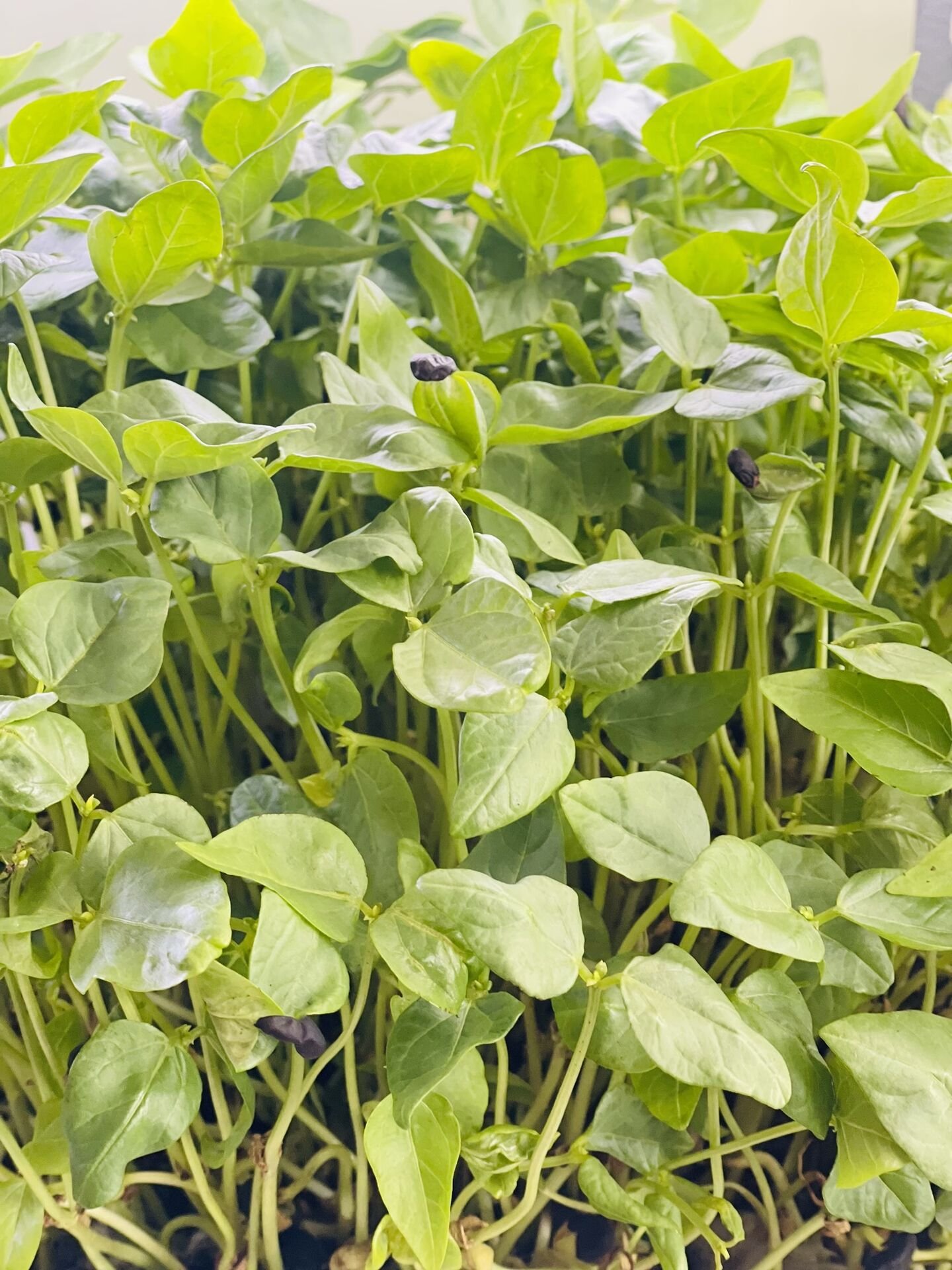 Research plot